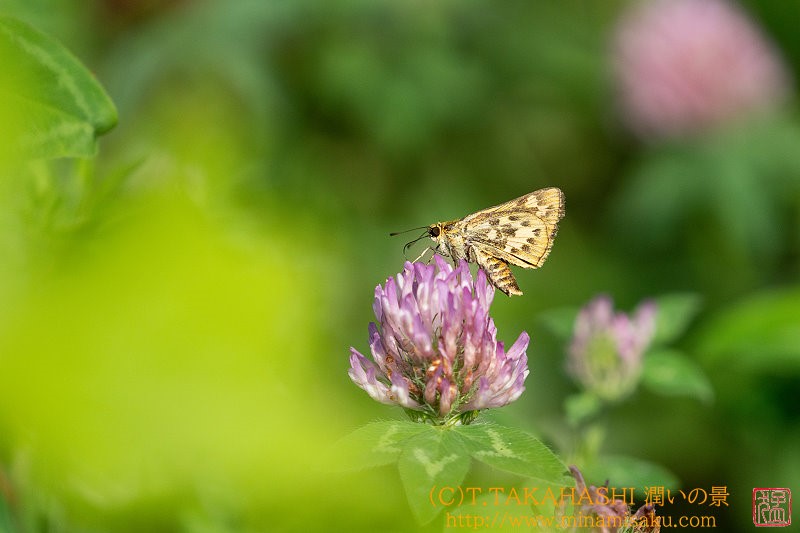 ../Images/7R240807 (36).jpg